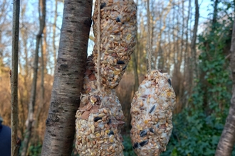 Pinecones covered in fat and birdseed