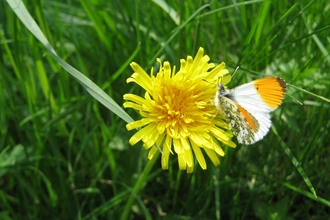 An orange-tip butterfly on a dandelion