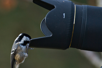 A Coal tit on the end of a camera lens