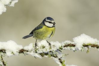 blue tit in the snow