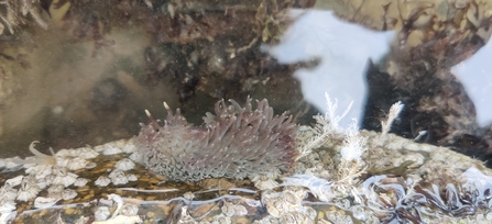 Grey sea slug
