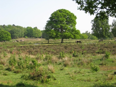 A heathland with a tree in the middle