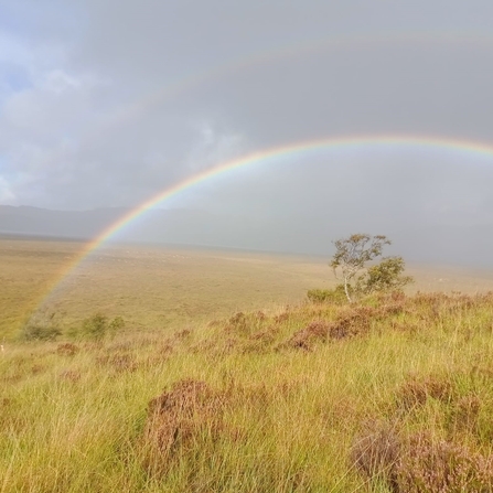 A rainbow over some grassland
