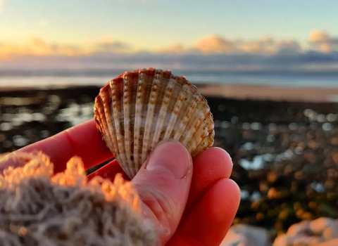 Holding a shell at the beach
