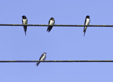 Swallow (Hirundo rustica) group and a House martin (Delichon urbicum) perched on power lines