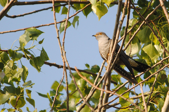 Cuckoo