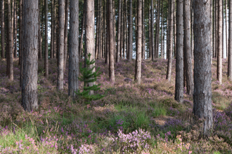 Coniferous plantation