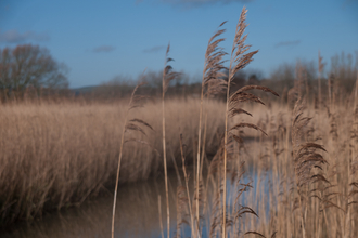 Reedbed