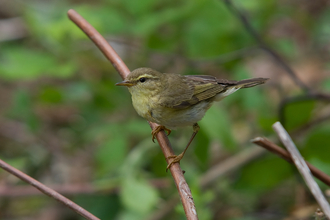 Willow warbler