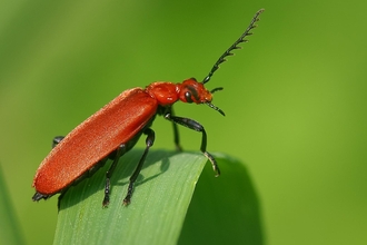 Red-headed Cardinal Beetle