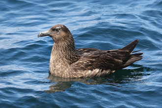 Great Skua