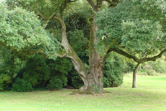 Holm Oak