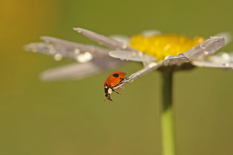 2-spot Ladybird