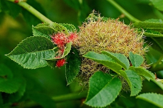 Robin's Pincushion