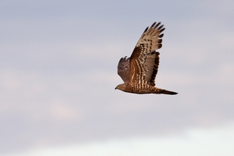 Honey buzzard