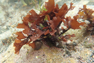 Carrageen/Irish moss (Chondrus crispus)