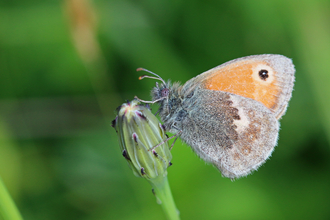 Small heath