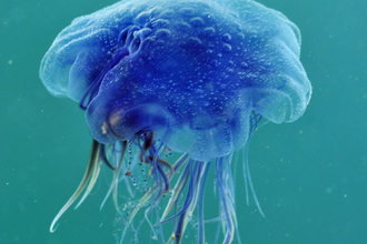 Blue jellyfish