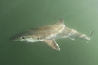 Tope shark