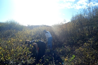 Two women removing willow scrub