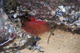 Beadlet anemone with tentacles out