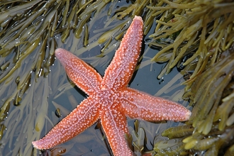 Starfish