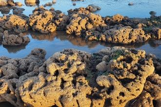 Honeycomb worm