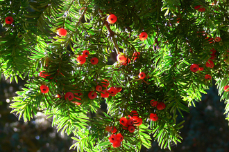 Yew tree with berries