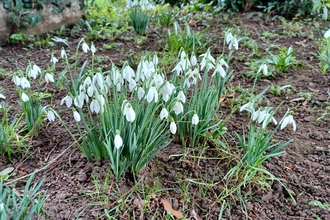 White crocuses