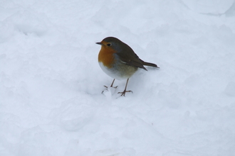 Robin in snow