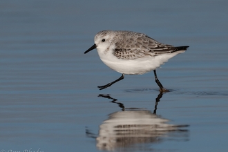 sanderling