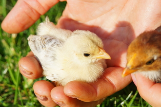 Chicks in hand