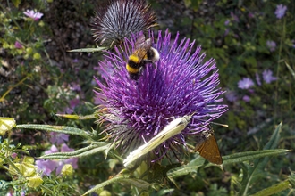 Bee on a purple flower