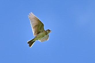 Skylark in a blue sky