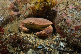 Large edible crab in a rockpool.