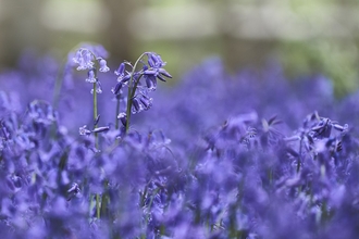 Bluebells