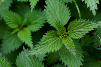 stinging nettle