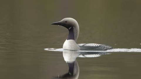 Black-throated Diver