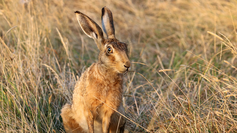 Brown hare