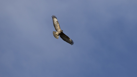 Common buzzard in flight