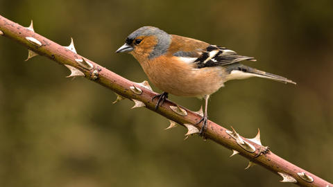 Chaffinch male