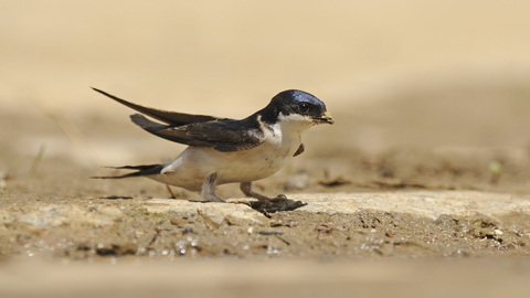 House martin