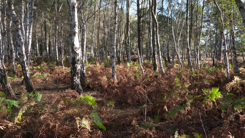 Lowland dry oak and birch wood