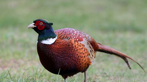 Pheasant male