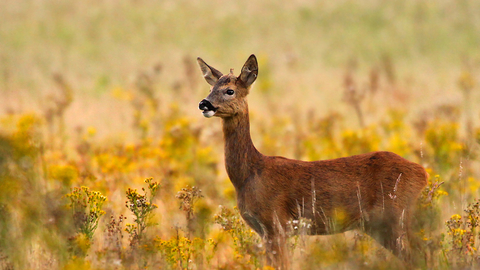 Roe deer