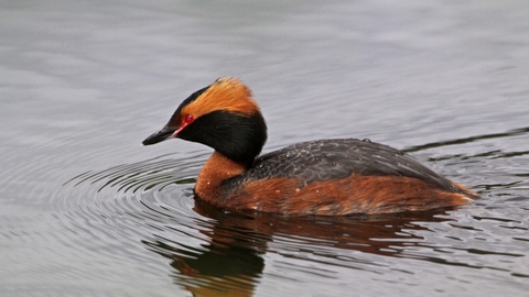 Slavonian Grebe