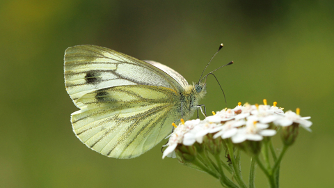 Green-veined White