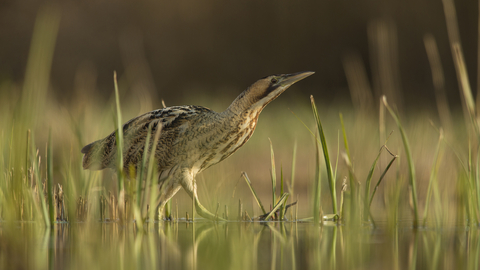 Bittern