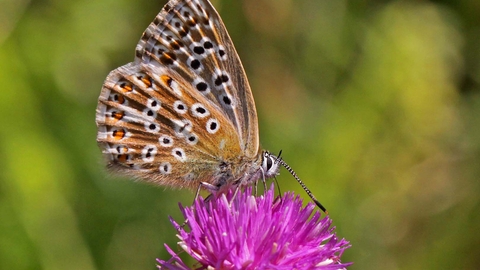 Chalkhill Blue butterfly