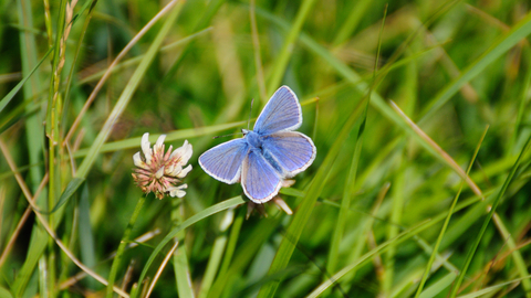 Common Blue butterfly male